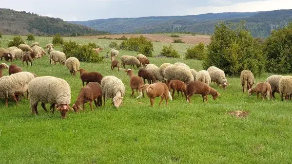 Fed' Ane - Balades et randonnées avec un âne