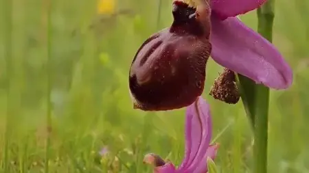 les Orchidées des grands Causses