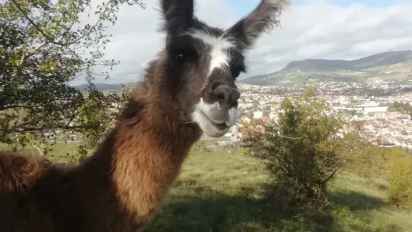 Lamas du Soleil