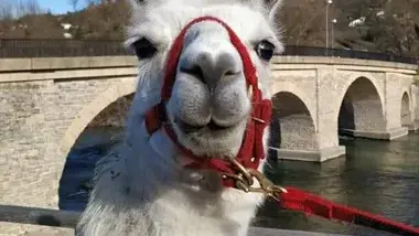 Lamas du Soleil