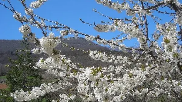 Cerisier en fleur - Gorges du Tarn