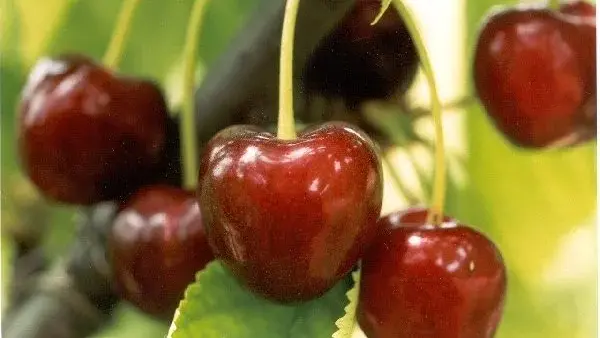 Cerises de la vallée du Tarn