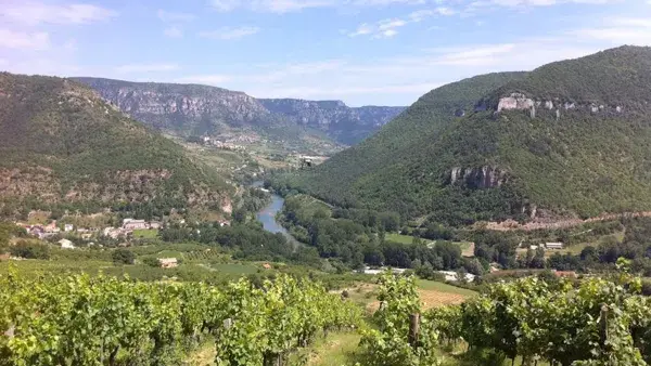 les vignes vue sur les gorges