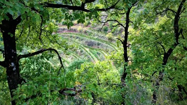 Domaine des Boissières