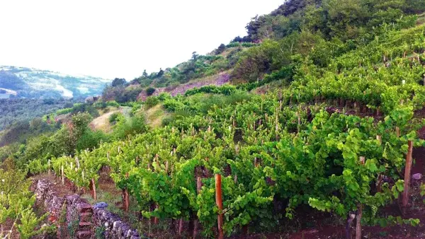 Domaine des Boissières