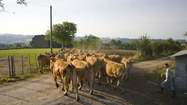 l'éleveur ramène les vaches en pâture après la tétée