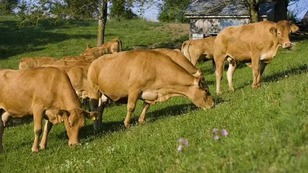 les mères pâturent au prés