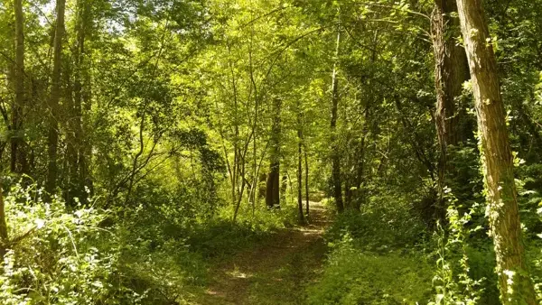 Chemin vers la plage