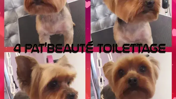 4 Pat'Beauté Toilettage