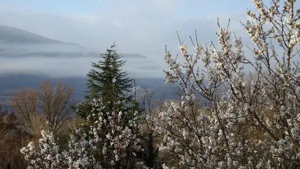 Les Amandiers - Millau - Aveyron