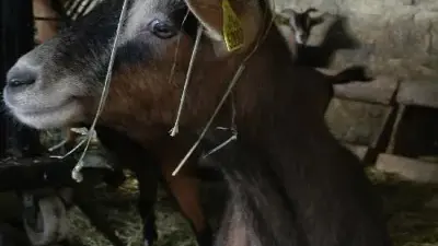 Ferme Pédagogique et d'Animation de Prignolles