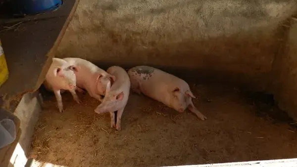 Ferme Pédagogique et d'Animation de Prignolles