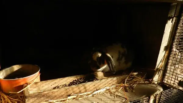 Ferme Pédagogique et d'Animation de Prignolles