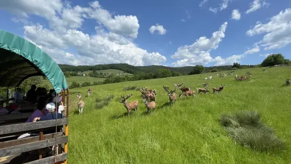 Visite guidée en roulotte afin de découvrir 150 animaux en semi liberté, proche de Rodez, activité à faire en famille en pleine nature.