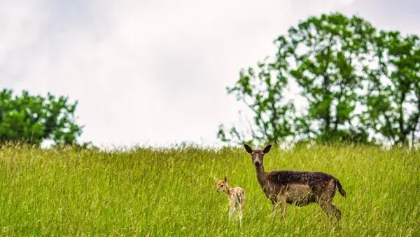 Photo d'un jeune faon avec sa maman daine, prise au parc animalier Saint Hubert et prise par Terres d'Aveyron