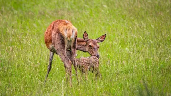 Photo d'un jeune faon de biche, prise au parc animalier Saint Hubert et prise par Terres d'Aveyron.
Lors d'une visite à bord de la roulotte, en famille, avec une école, un centre de loisir ou entre amis, vous découvrirez des animaux en liberté.