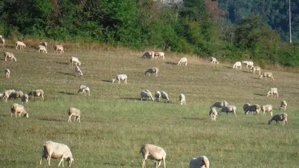 Gîte à la Ferme de Prignolles