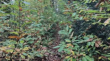 Trail d'Aqui Lassouts - Parcours 12