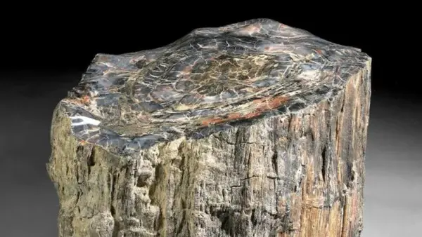 Tronc de bois pétrifié issue des forêt immergé par la mer et fossilisé