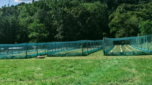 Les parcs à escargots