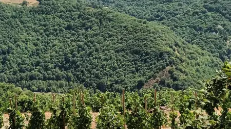 Circuit de découverte au Fel : un village, un vignoble