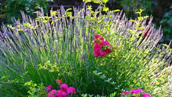 La Maison de Chanouk