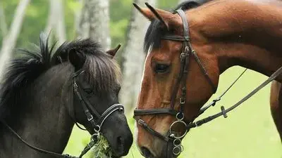 Centre équestre et poney club du Domaine de Combelles