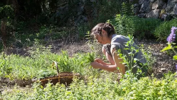 Sylvie DUMAS - Plantes aromatiques