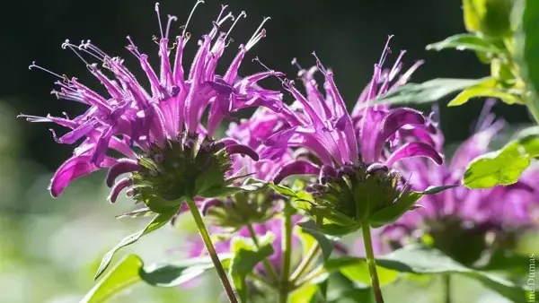 Sylvie DUMAS - Plantes aromatiques