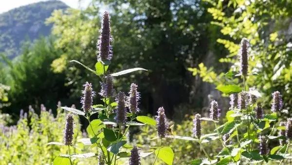 Sylvie DUMAS - Plantes aromatiques