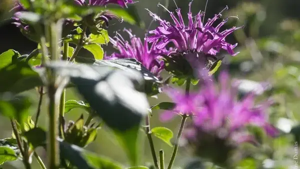 Sylvie DUMAS - Plantes aromatiques