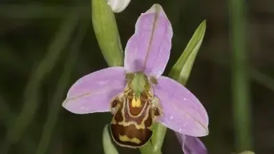 Ophrys abeille