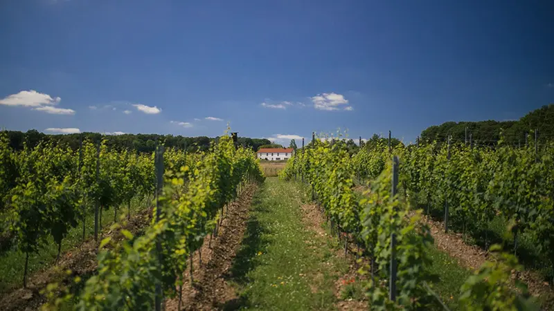 vue extérieur sur vignes