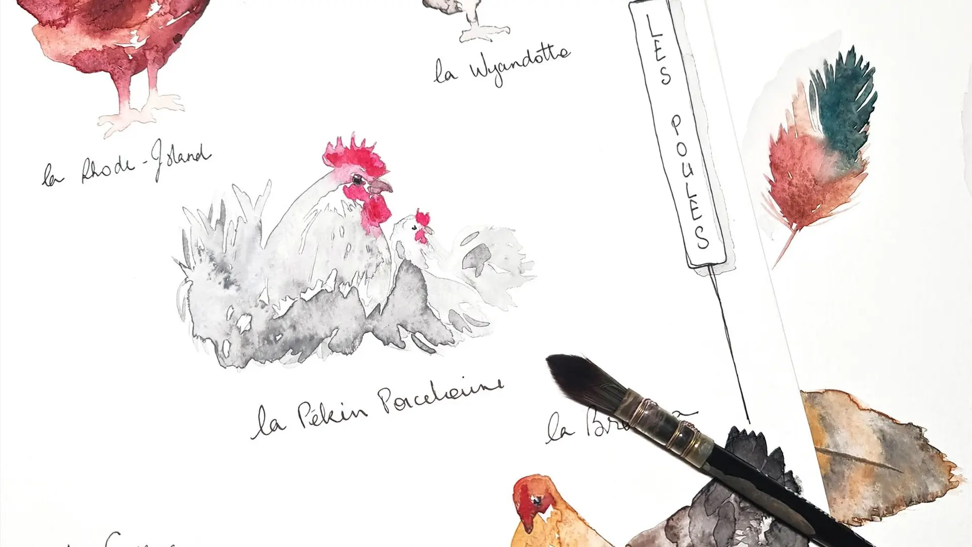 Poule aquarelle