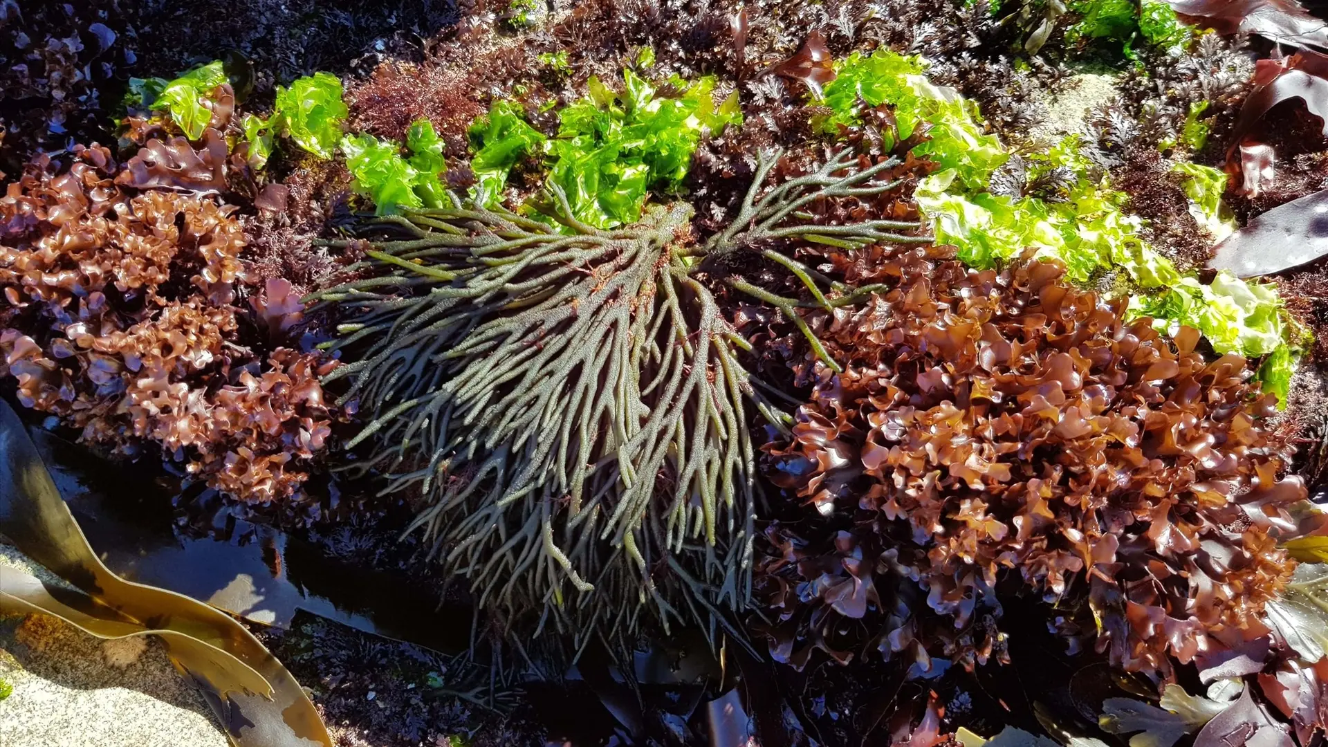 Sortie Dans les pas du cueilleur d'algues