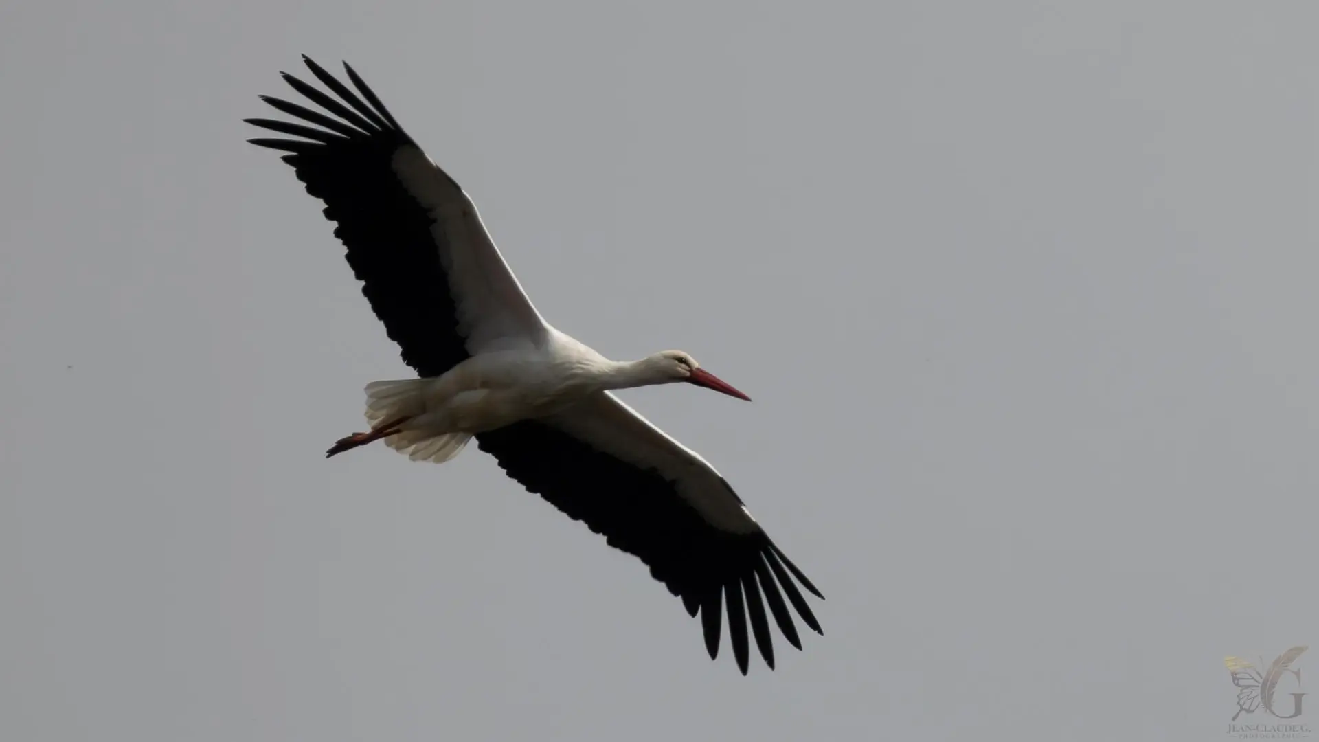 Cigogne dans les marais du Brivet