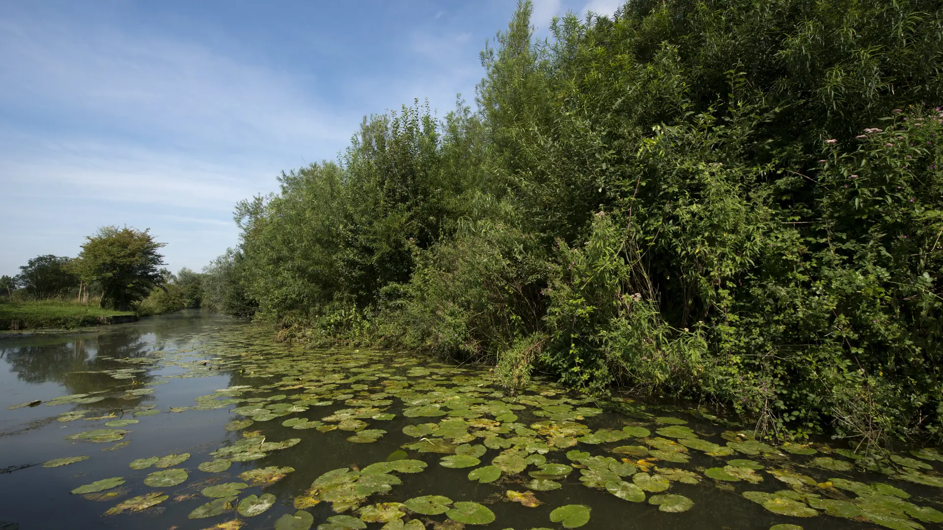 Marais Arbres Nénuphar 2014 SAINT-OMER