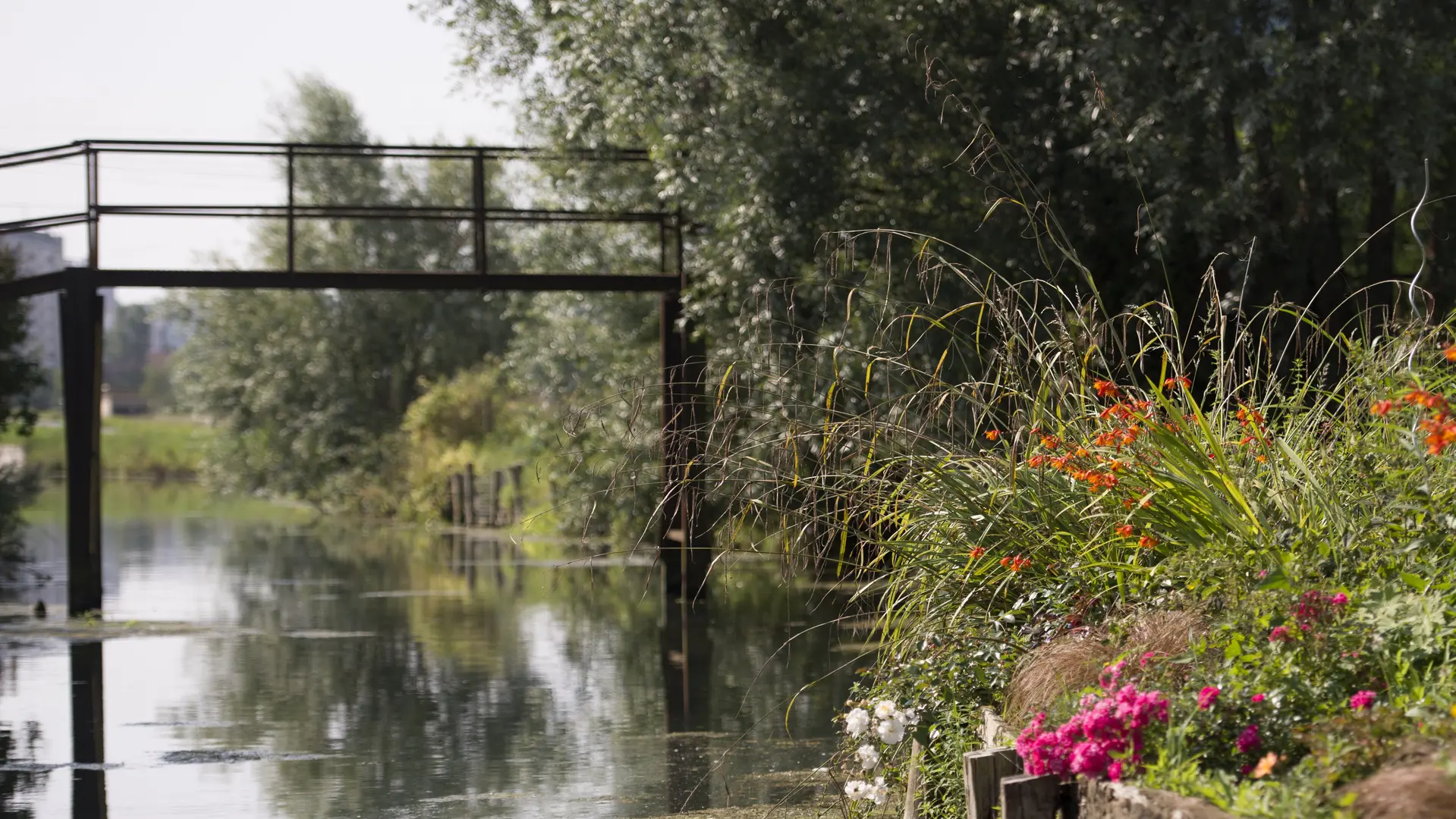 Marais Arbres Pont 2014 SAINT-OMER