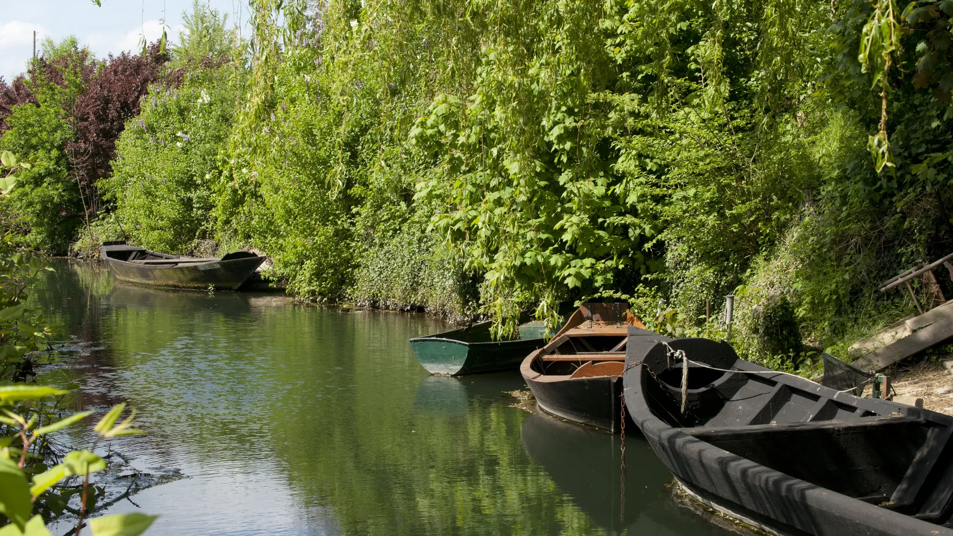 Marais Bacôve Arbres 2010