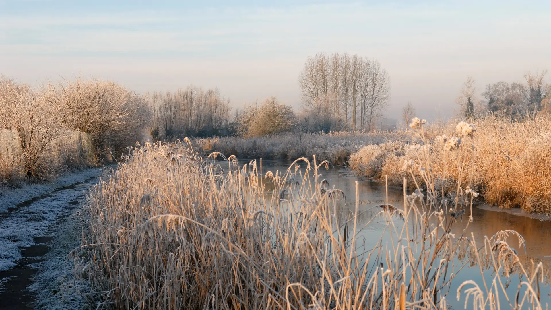 Marais Nature Arbres Hiver 2010 SALPERWICK © Photo Carl - Office de Tourisme de la Région de Saint-Omer (36)