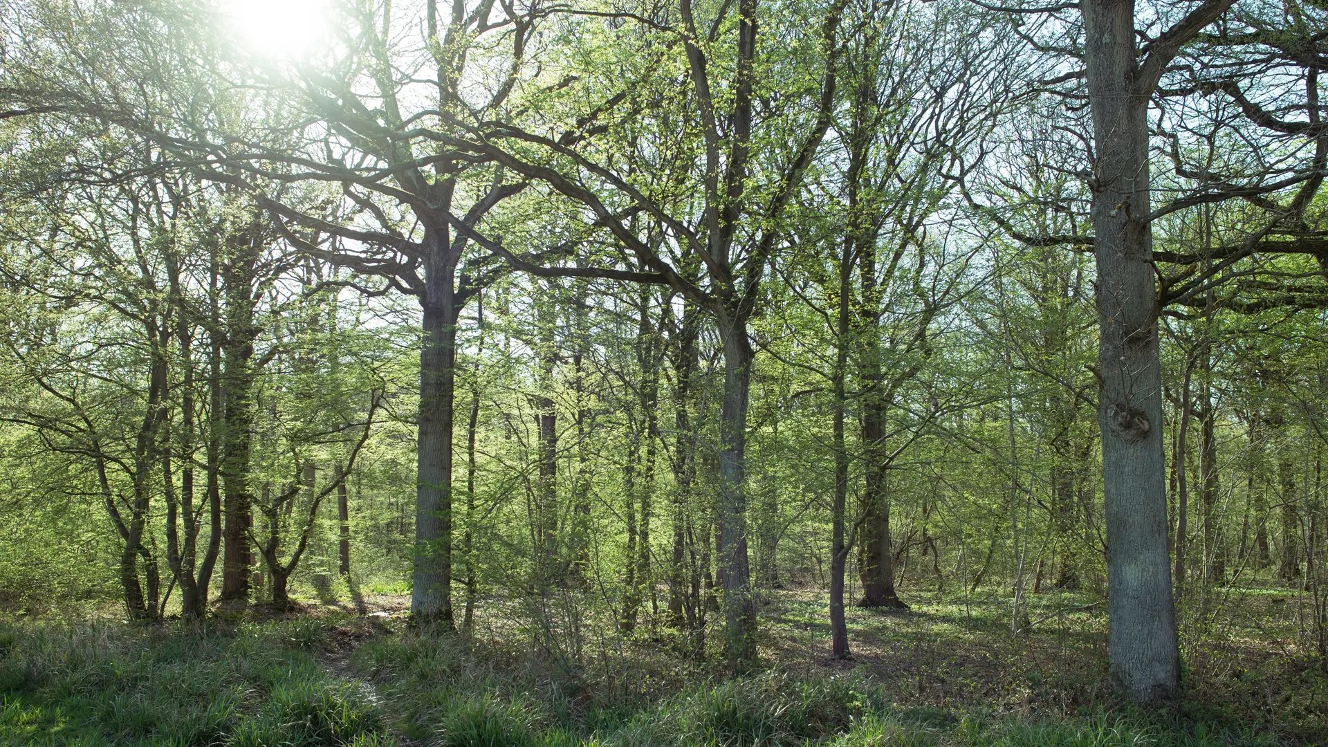 Arbres Soleil  Forêt de Clairmarais 2018 CLAIMARAIS © Jessy Hochart Tourisme en Pays de Saint-Omer