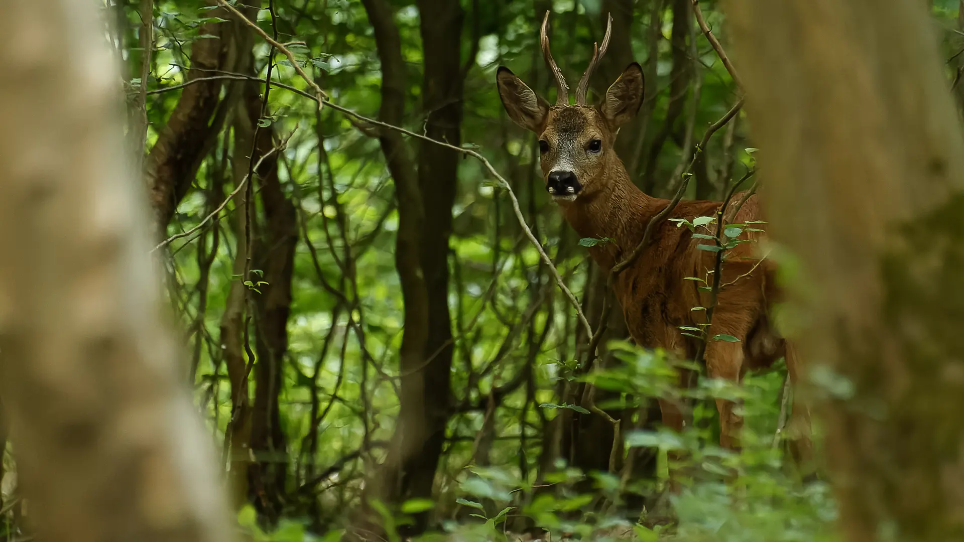 Chevreuil Forêt de Clairmarais