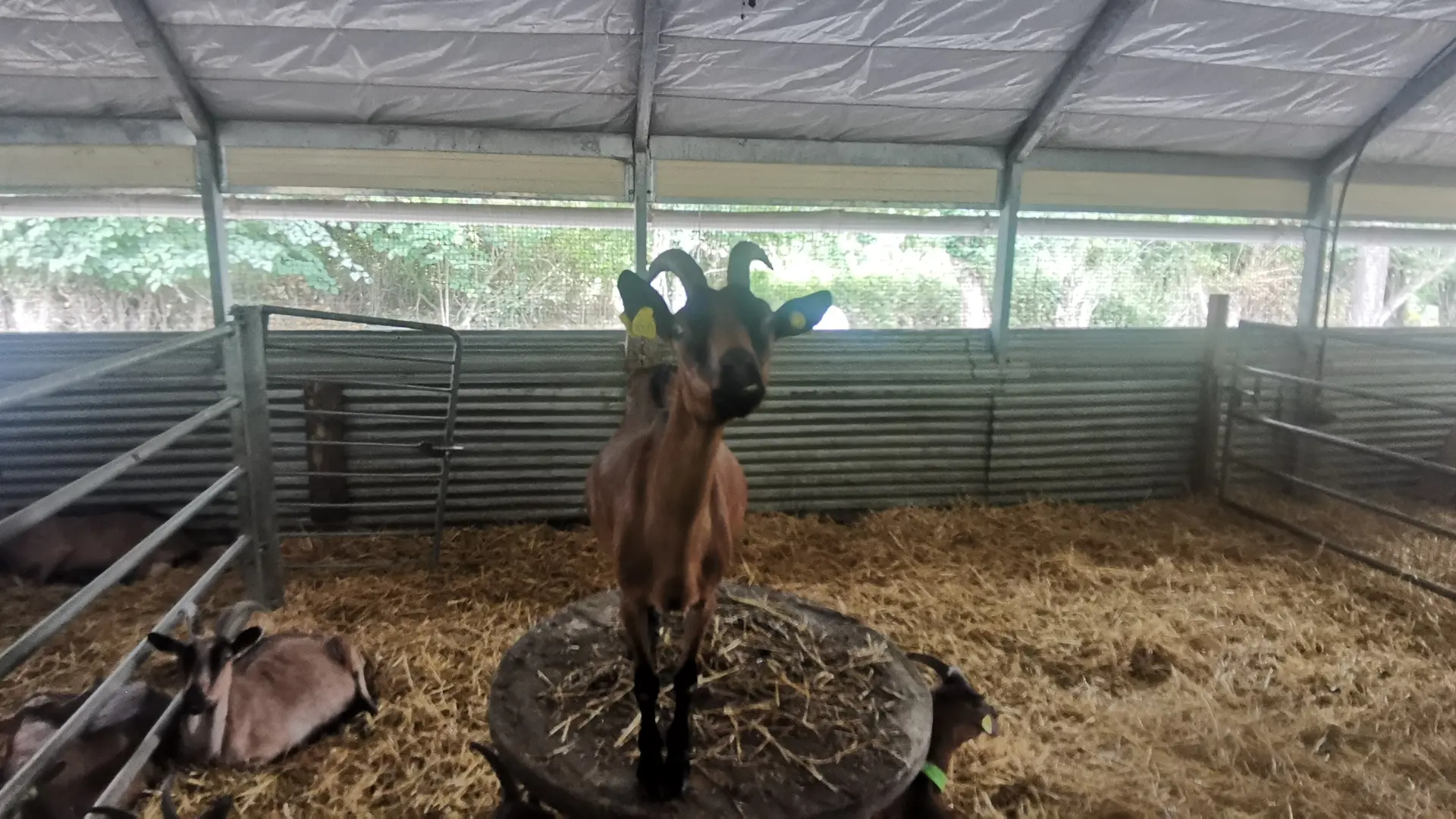 Ferme La Chev'riotte à RECLINGHEM