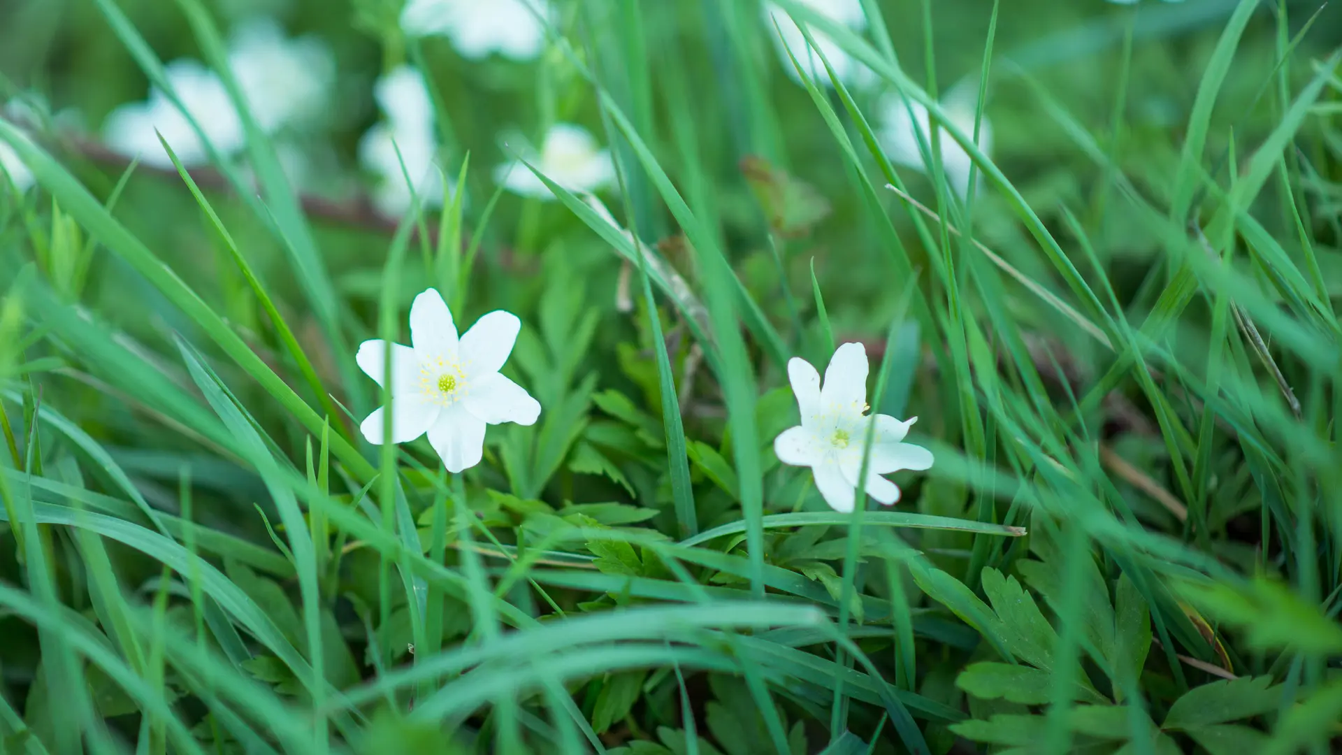 Fleur Forêt de Clairmarais 2018 CLAIMARAIS © Jessy Hochart Tourisme en Pays de Saint-Omer