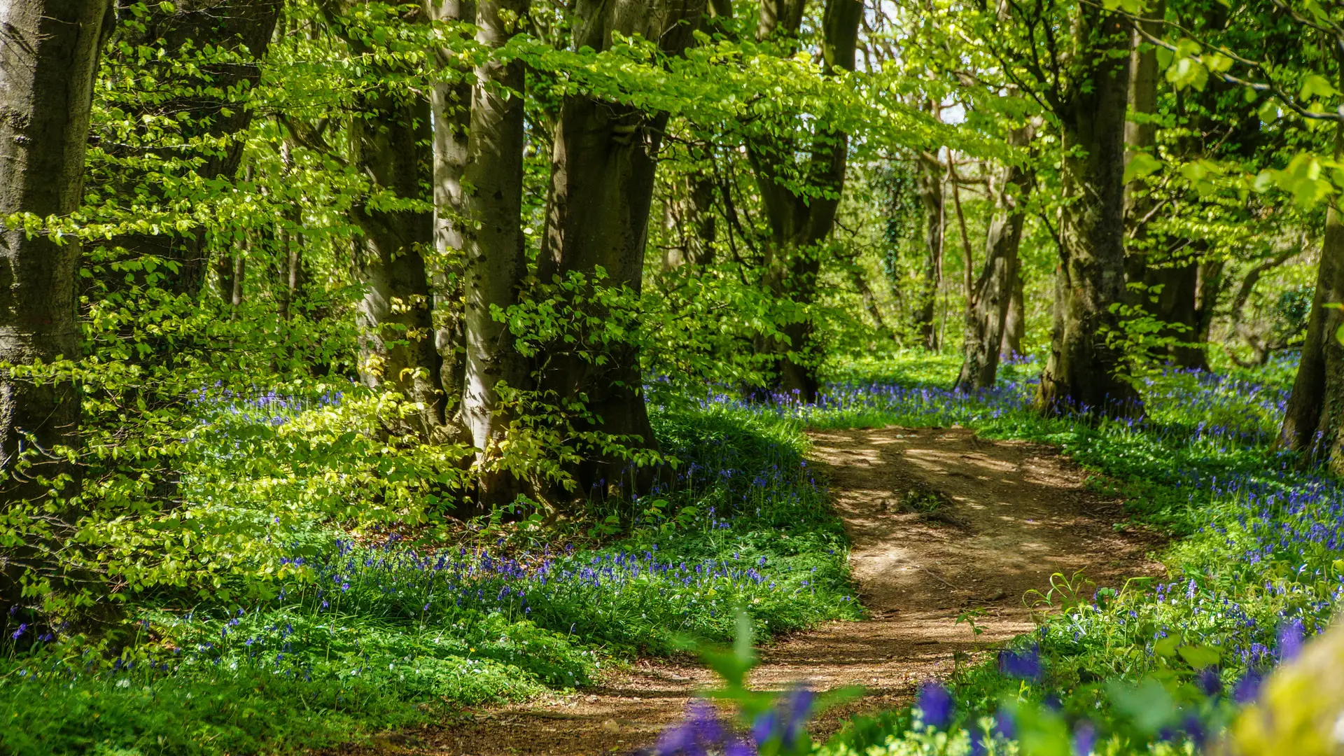 Forêt de TOURNEHEM-SUR-LA-HEM