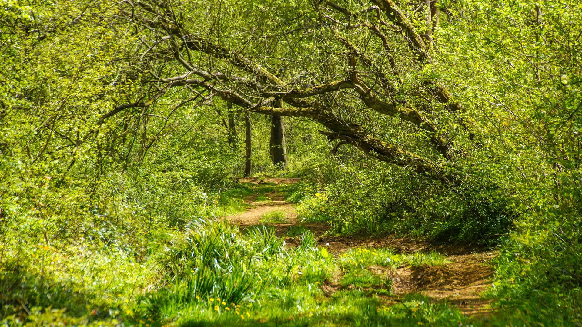 Forêt de TOURNEHEM-SUR-LA-HEM