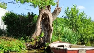 Vue du marais, en face du chalet