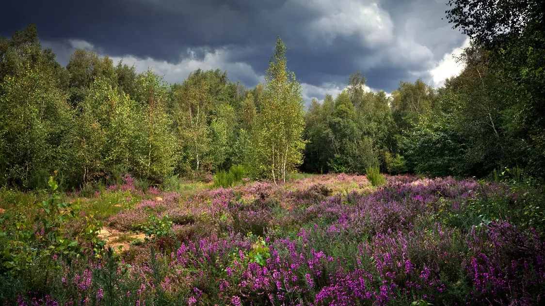 Le Longatte Réserve Plateau des Landes 2020 BLENDECQUES © EDEN 62 (3)