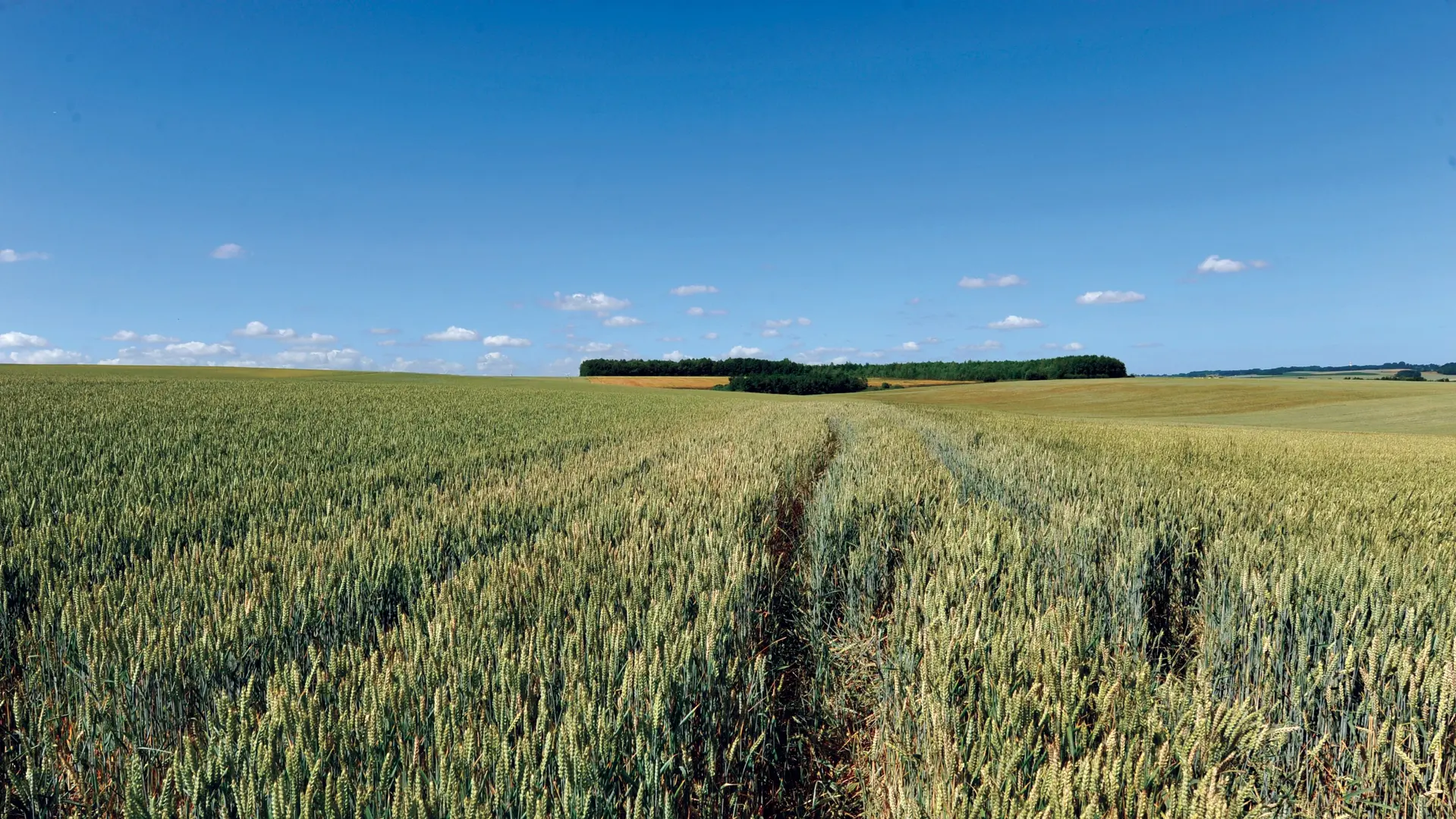 Paysage 2010 THEROUANNE © Photo Carl - Tourisme en Pays de Saint-Omer (2)