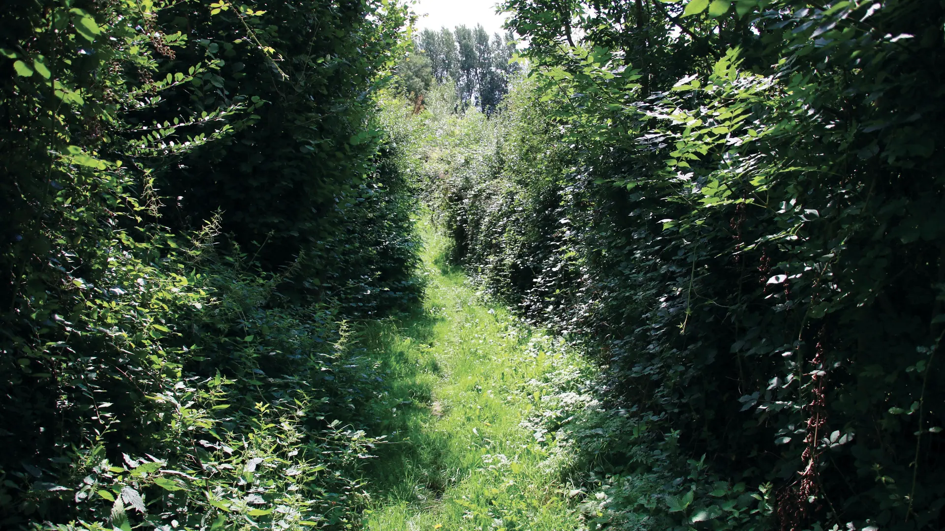 Randonnée Les Héringaux 2021 ROQUETOIRE © Pays ch'ti Pays d'ici (27)